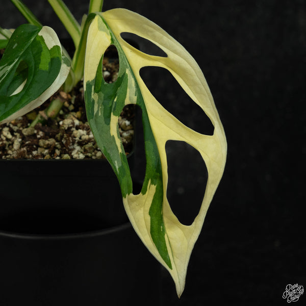 Monstera adansonii albo variegated (large form/indo form) (wk3-A)