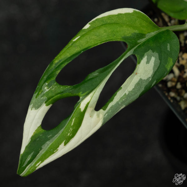 Monstera adansonii albo variegated (large form/indo form) (wk3-A)