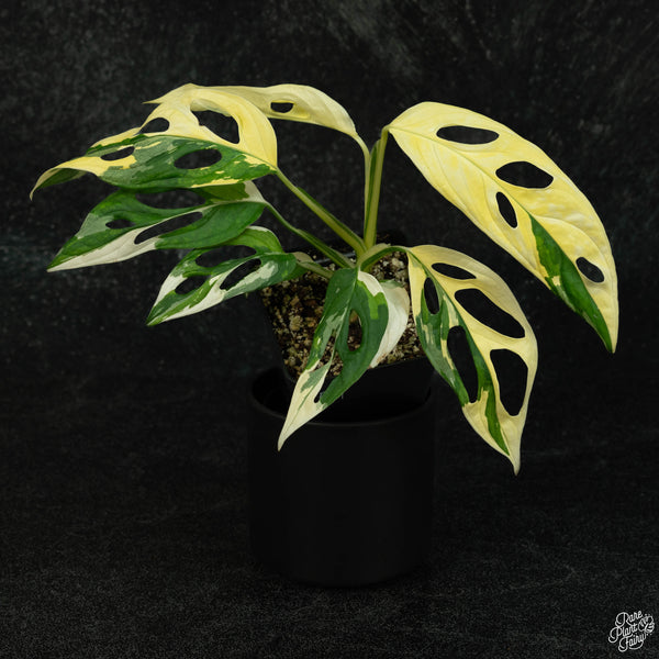 Monstera adansonii albo variegated (large form/indo form) (wk3-A)