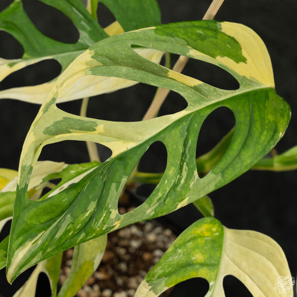 Monstera adansonii albo variegated (large form/indo form) (wk4-A)