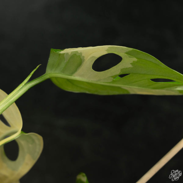 Monstera adansonii albo variegated (large form/indo form) (wk4-A)