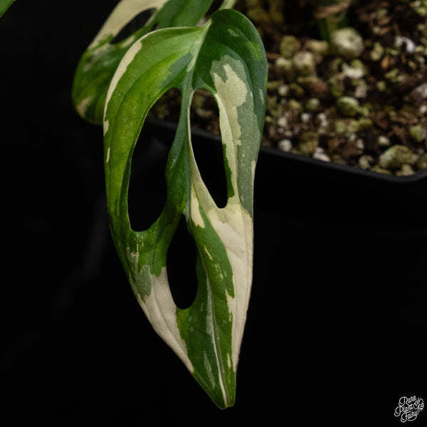 Monstera adansonii albo variegated (large form/indo form) (A49)