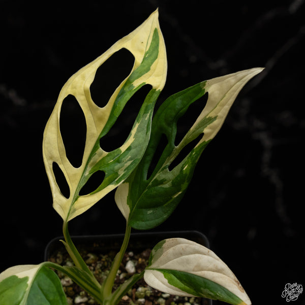 Monstera adansonii albo variegated (large form/indo form) (A49)