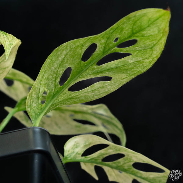 Monstera adansonii sp. laniata 'Double Windows' mint variegated (commonly mislabeled as monstera acuminata mint) (wk3-C)