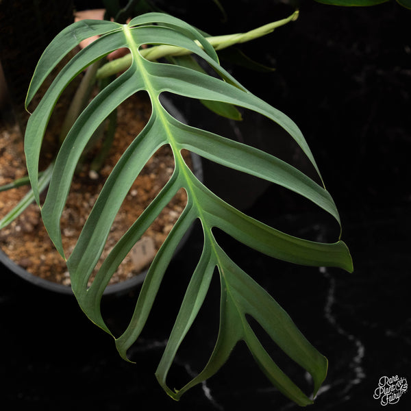 Monstera croatii (A44)