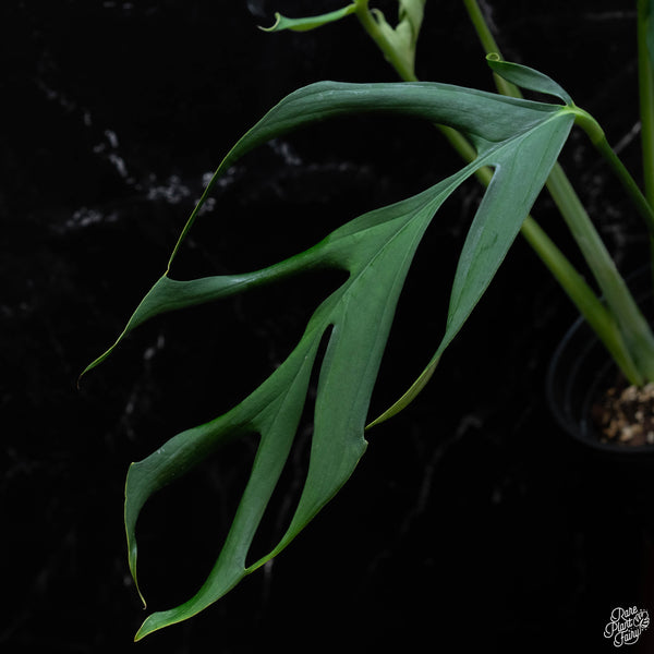 Monstera croatii (wk3-A)