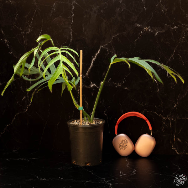 Monstera croatii (A46) *XL*