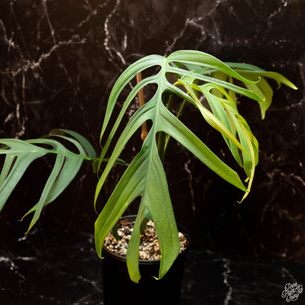 Monstera croatii (A46) *XL*