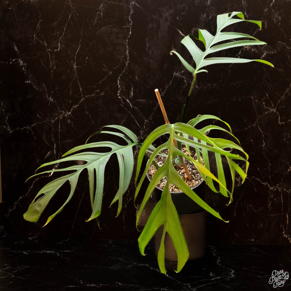 Monstera croatii (A46) *XL*