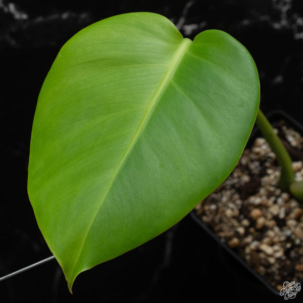 Monstera deliciosa 'Green on Green' (GOG) variegated (small form/borsigiana) (wk4-H)