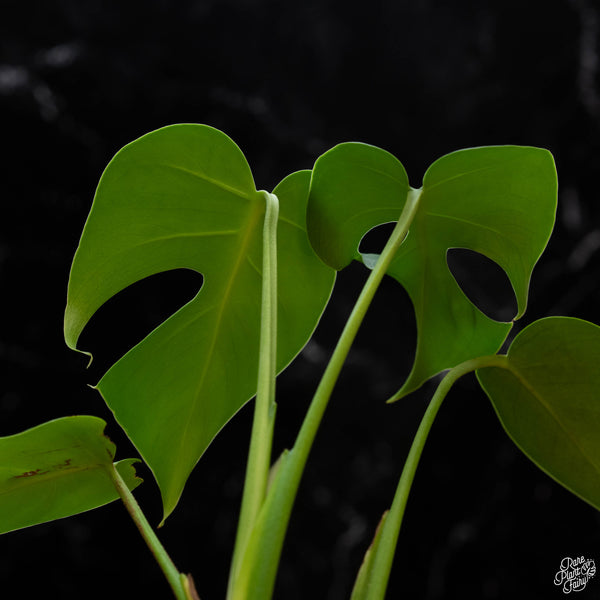 Monstera deliciosa 'Compacta' (wk3-A) *From Kunzo*