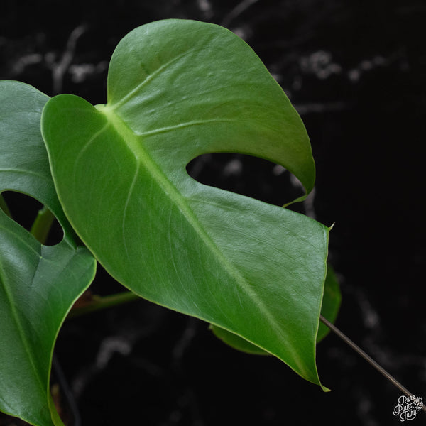 Monstera deliciosa 'Compacta' (wk3-A) *From Kunzo*