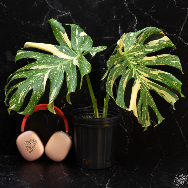 Monstera deliciosa 'Creme Brûlée' (1G)