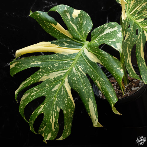 Monstera deliciosa 'Creme Brûlée' (1G)