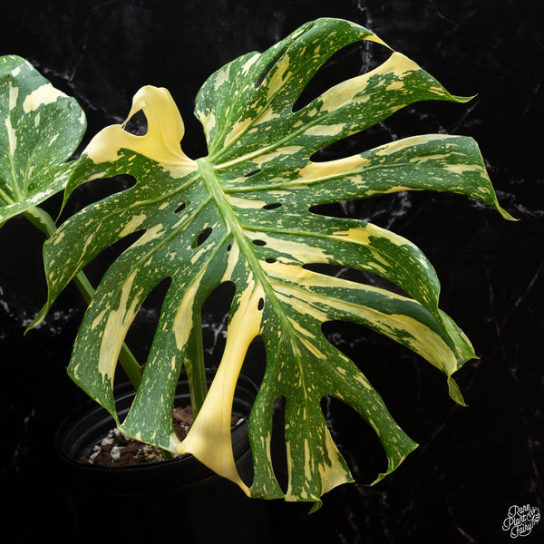 Monstera deliciosa 'Creme Brûlée' (1G)