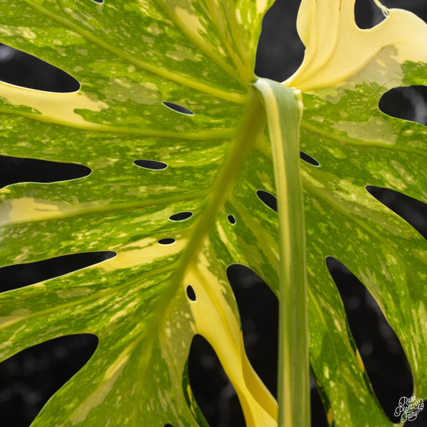 Monstera deliciosa 'Creme Brûlée' (1G)