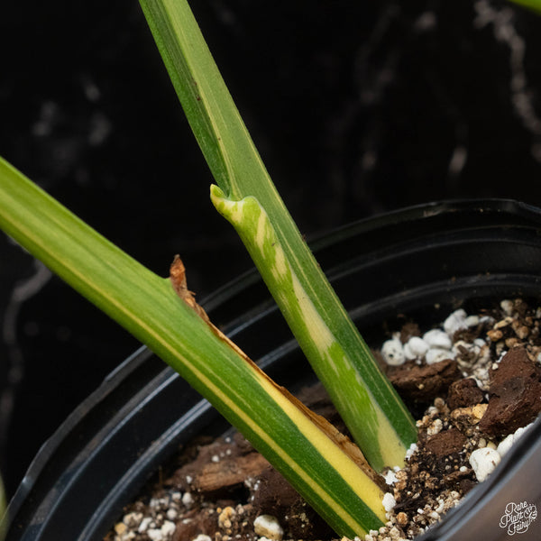 Monstera deliciosa 'Creme Brûlée' (1G)