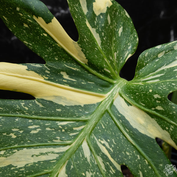 Monstera deliciosa 'Creme Brûlée' (1G)