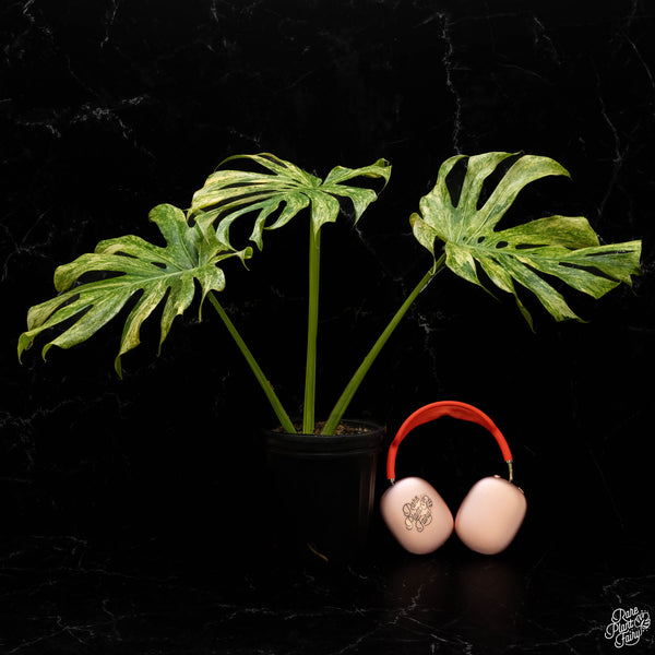 Monstera deliciosa 'Legacy' (A50)