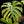 Load image into Gallery viewer, Monstera deliciosa &#39;Legacy&#39; (A50)
