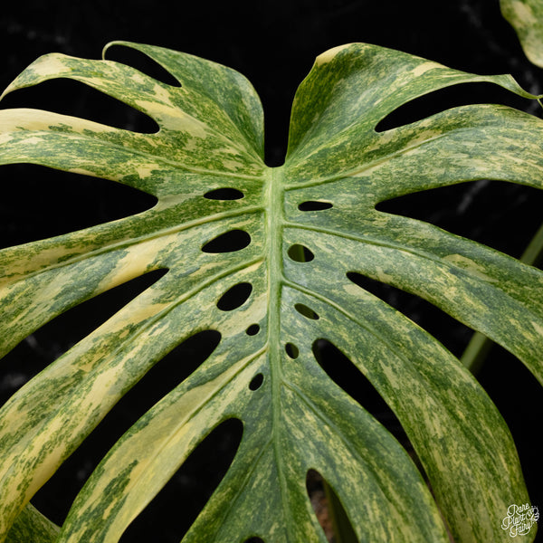 Monstera deliciosa 'Legacy' (A50)