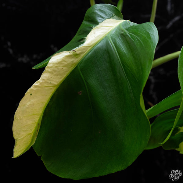 Monstera deliciosa 'White Lava' (wk4-A)