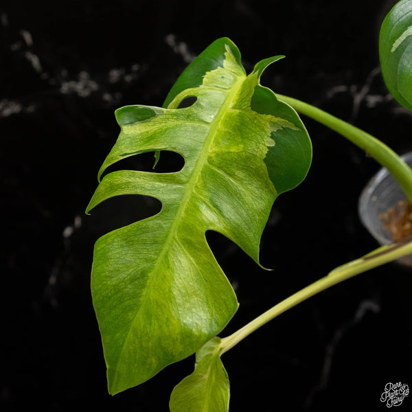 Monstera deliciosa 'White Lava' (A48)