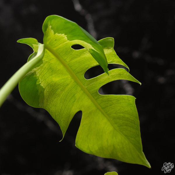 Monstera deliciosa 'White Lava' (A48)