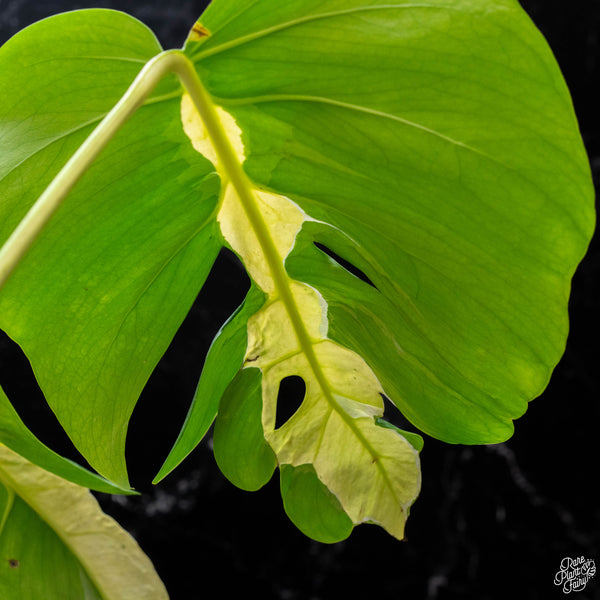 Monstera deliciosa 'White Lava' (J51)