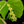 Load image into Gallery viewer, Monstera deliciosa &#39;White Lava&#39; (J51)
