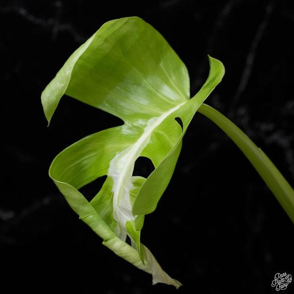 Monstera deliciosa 'White Lava' (J51)