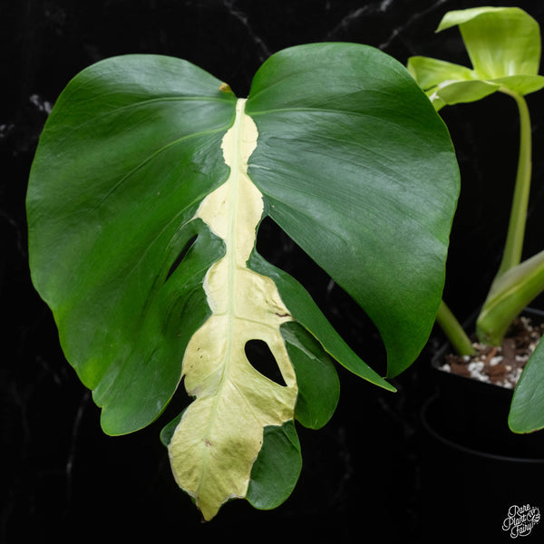 Monstera deliciosa 'White Lava' (J51)