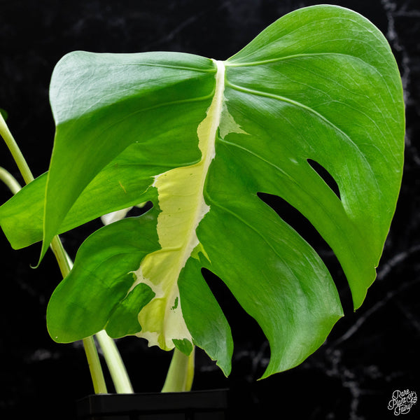 Monstera deliciosa 'White Lava' (J51)