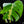 Load image into Gallery viewer, Monstera deliciosa &#39;White Lava&#39; (J51)
