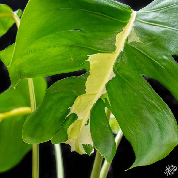 Monstera deliciosa 'White Lava' (J51)