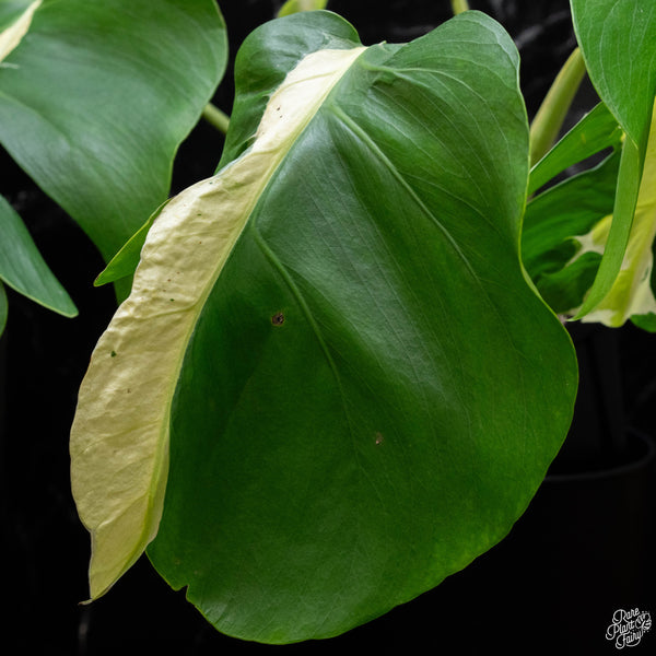 Monstera deliciosa 'White Lava' (J51)