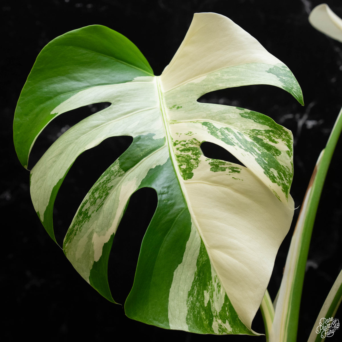 Monstera Albo popular Halfmoon 1 Leaf, Free Phytosanitary Certificate