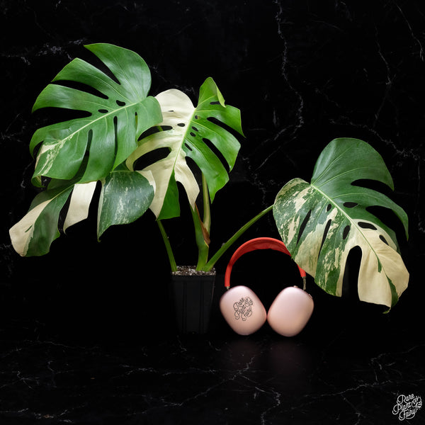 Monstera deliciosa albo variegated (small form/borsigiana) (H51)