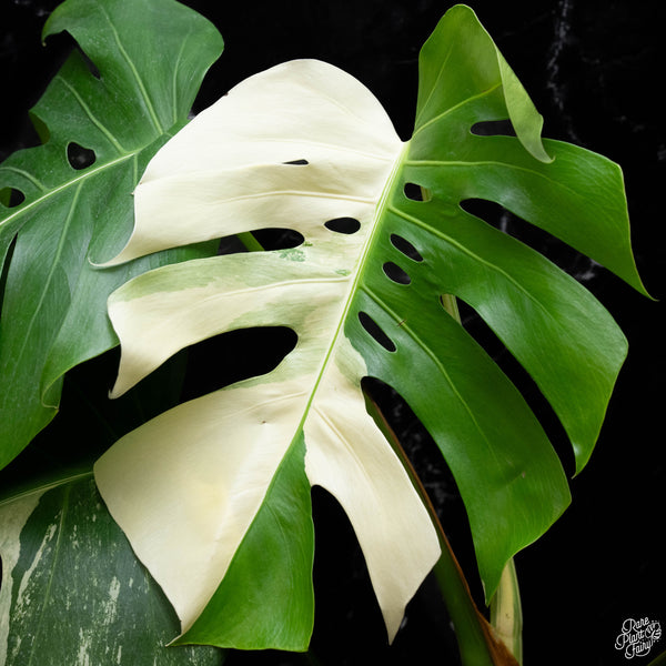 Monstera deliciosa albo variegated (small form/borsigiana) (H51)