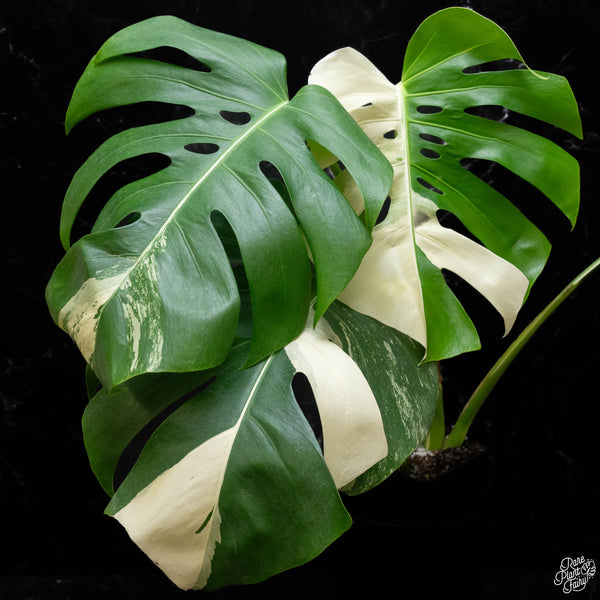 Monstera deliciosa albo variegated (small form/borsigiana) (H51)