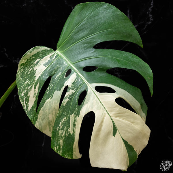 Monstera deliciosa albo variegated (small form/borsigiana) (H51)