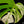 Load image into Gallery viewer, Monstera deliciosa albo variegated (small form/borsigiana) (H51)
