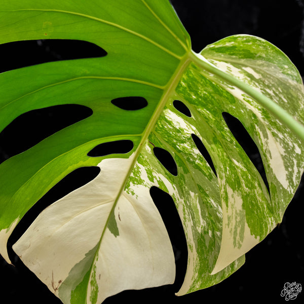 Monstera deliciosa albo variegated (small form/borsigiana) (H51)