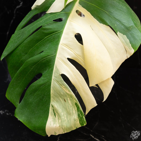 Monstera deliciosa albo variegated (small form/borsigiana) (1E) *large leaves*