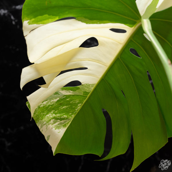 Monstera deliciosa albo variegated (small form/borsigiana) (1E) *large leaves*