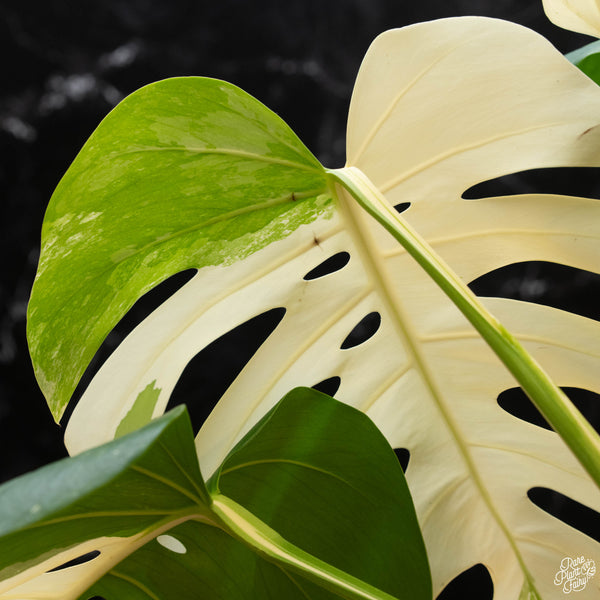 Monstera deliciosa albo variegated (small form/borsigiana) (1E) *large leaves*