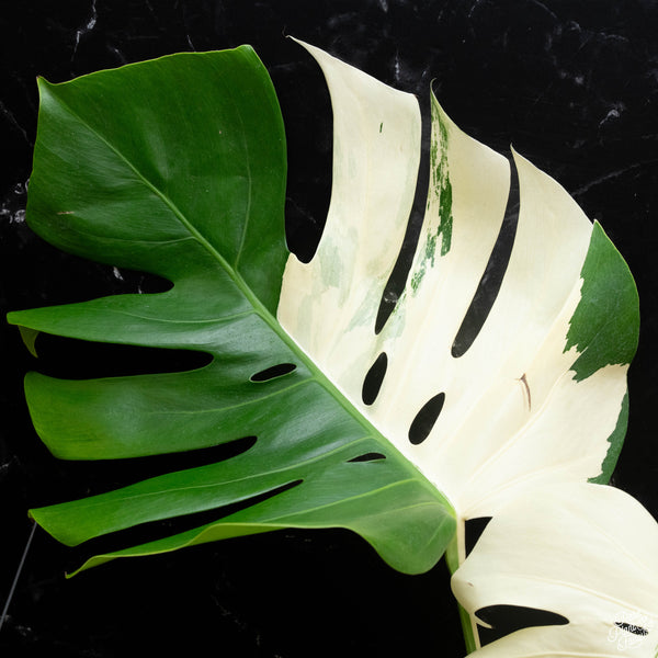 Monstera deliciosa albo variegated (small form/borsigiana) (1E) *large leaves*