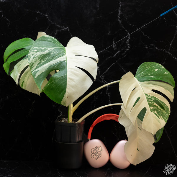 Monstera deliciosa albo variegated (small form/borsigiana) (1F)