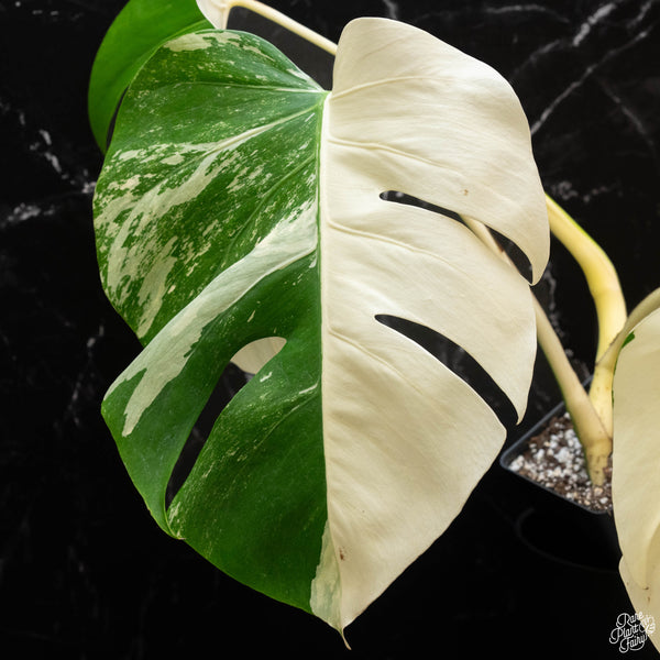 Monstera deliciosa albo variegated (small form/borsigiana) (1F)