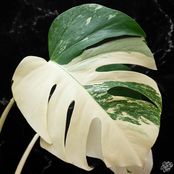 Monstera deliciosa albo variegated (small form/borsigiana) (1F)